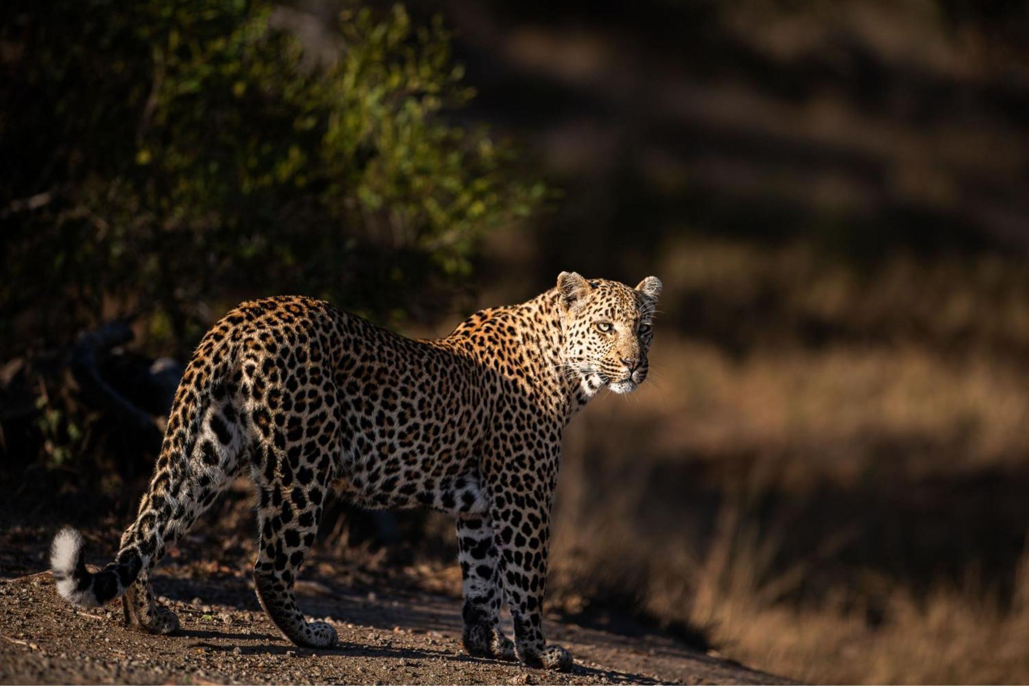 Leopard Sands Kruger Park Skukuza Exterior photo